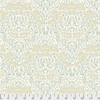 Michaelmas Daisy in Ivory