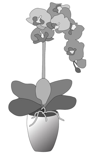 Orchid Downloadable Pattern