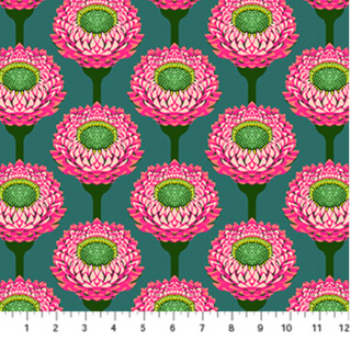 Strawflower in Bursting
