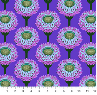 Strawflower in Perwinkle